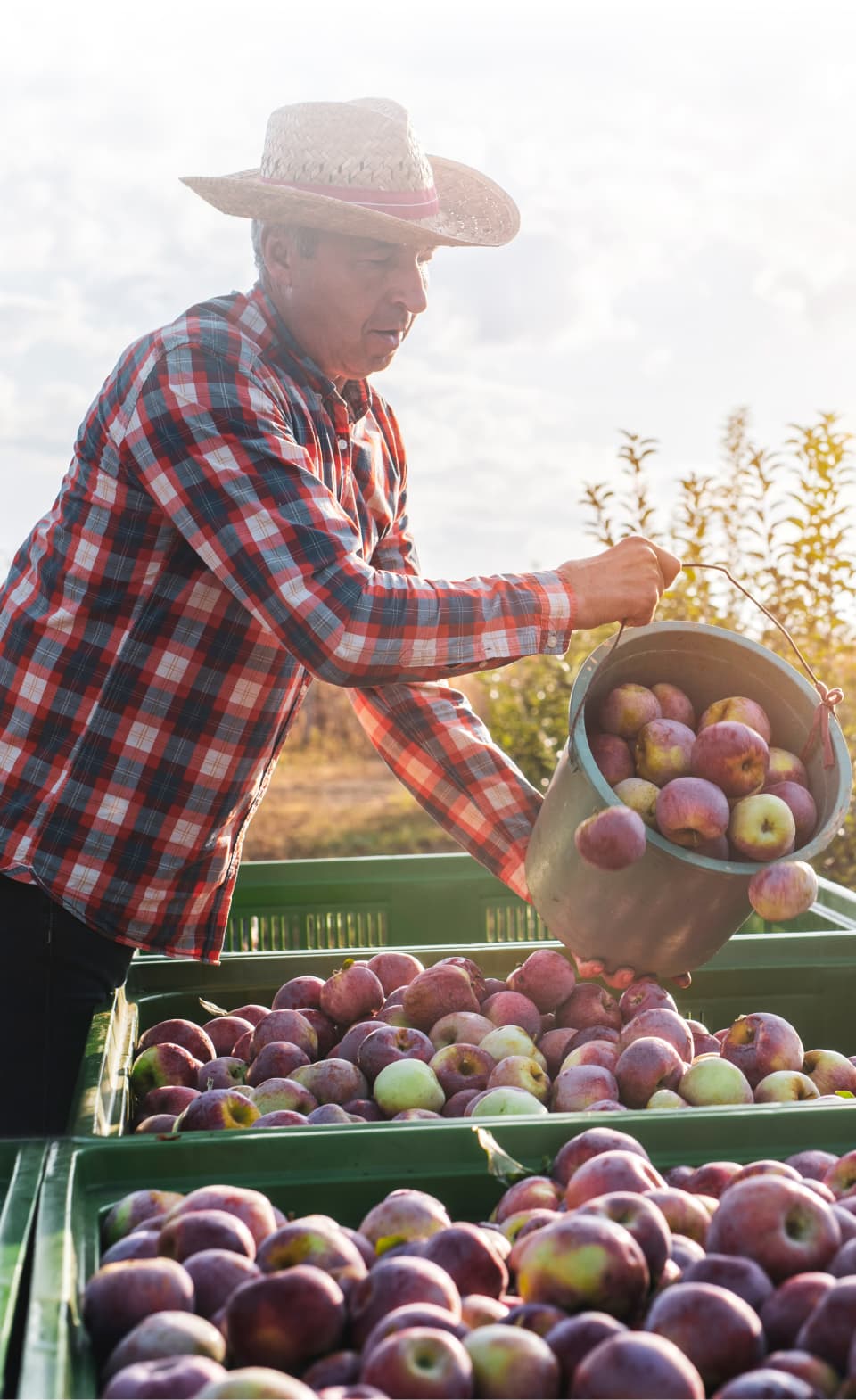 An apple farmer emptying apples into a bin.