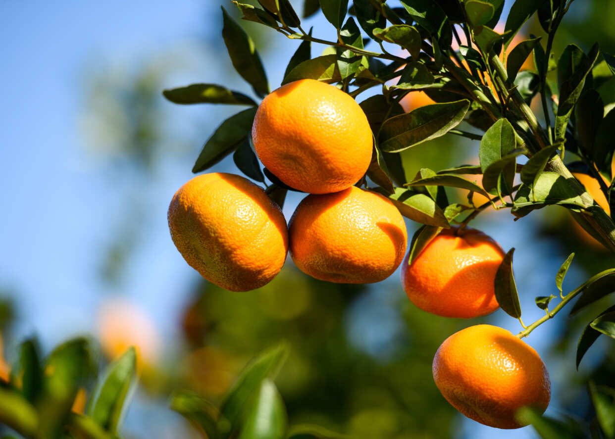 Close-up photo of mandarin oranges on tree.